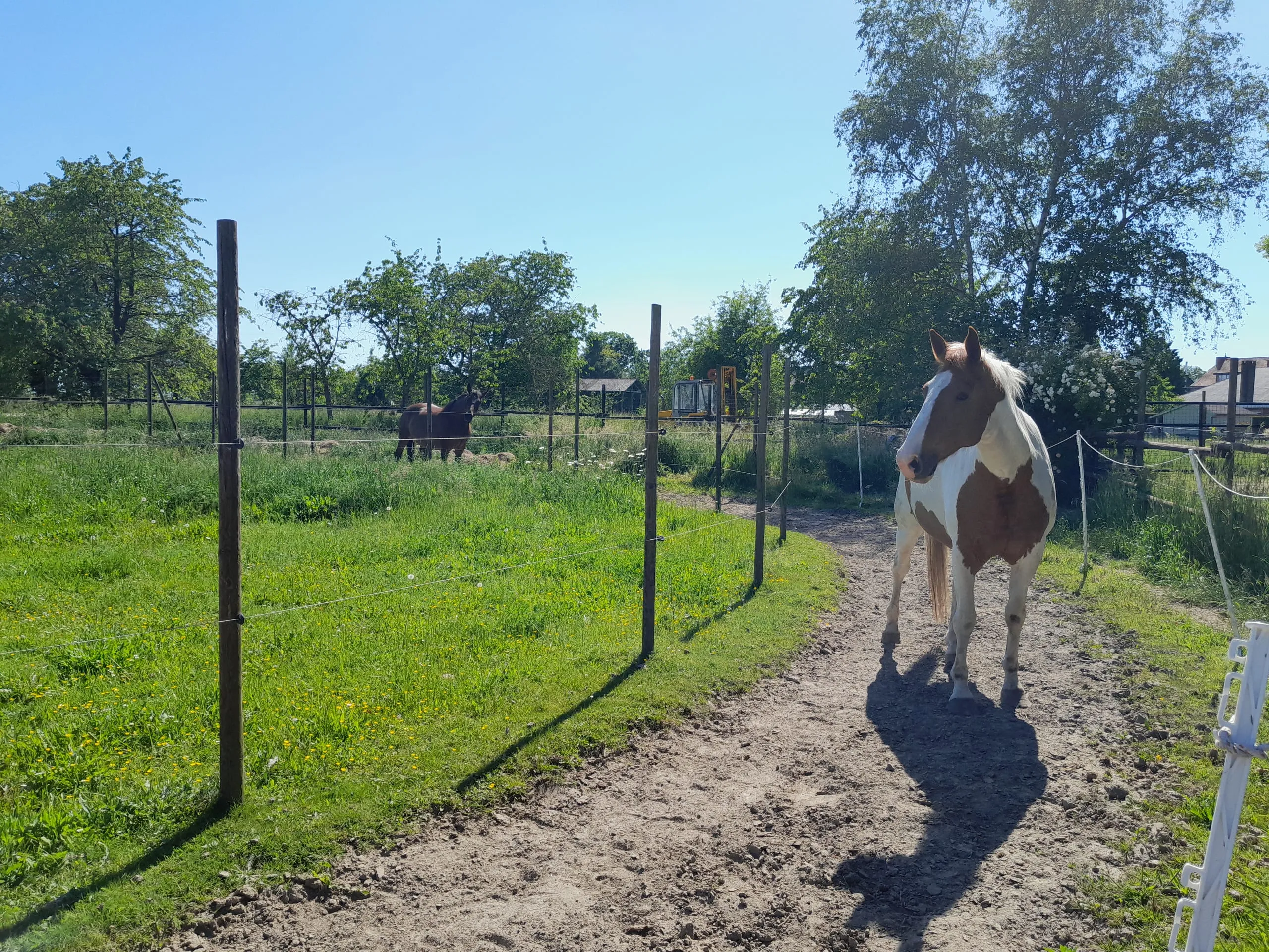 Novaria: paard in de natuur